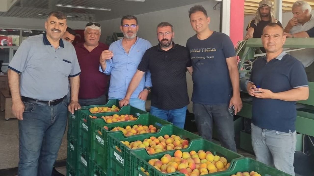 Kayısı (2)