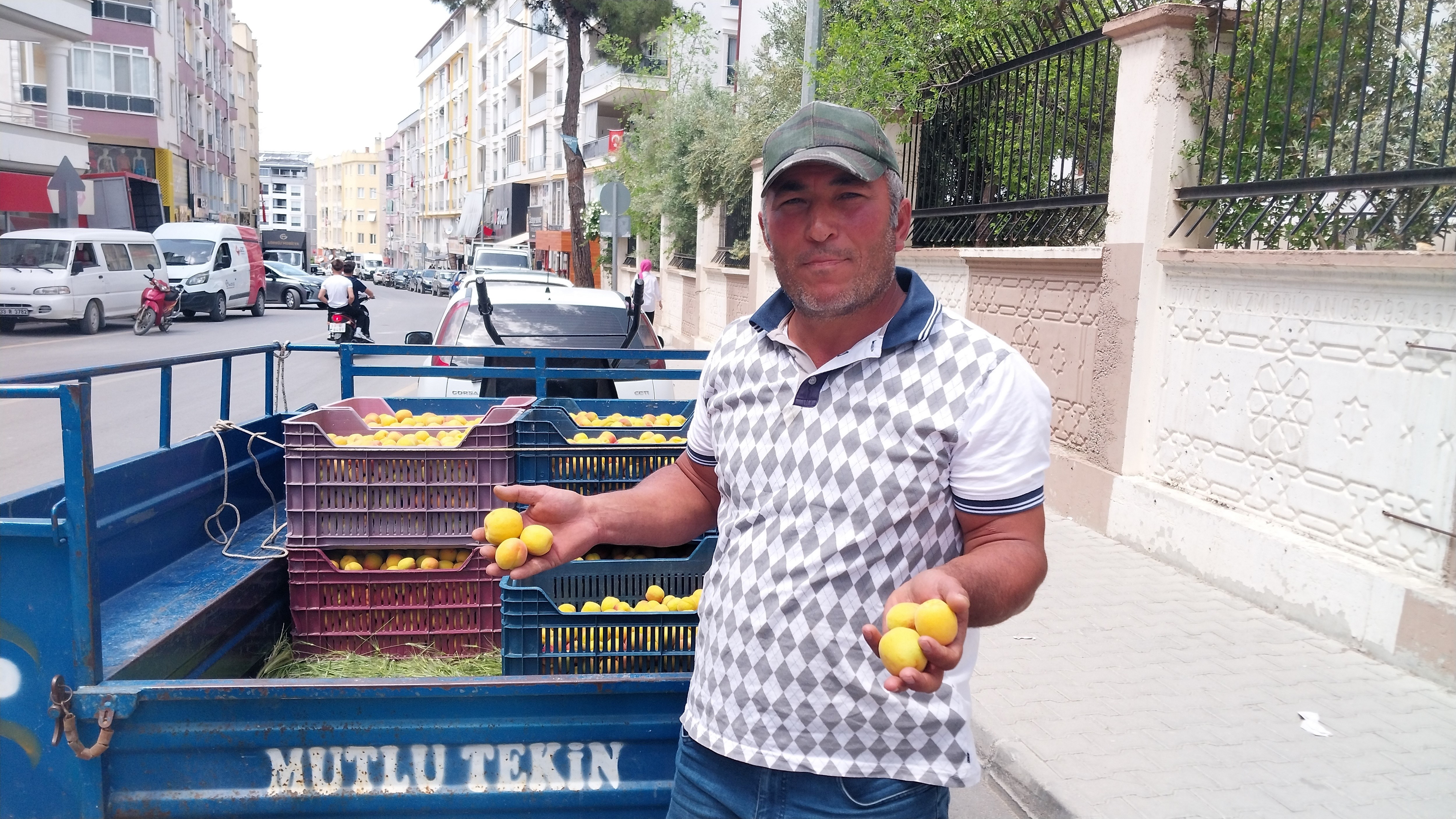 Kayısı (3)