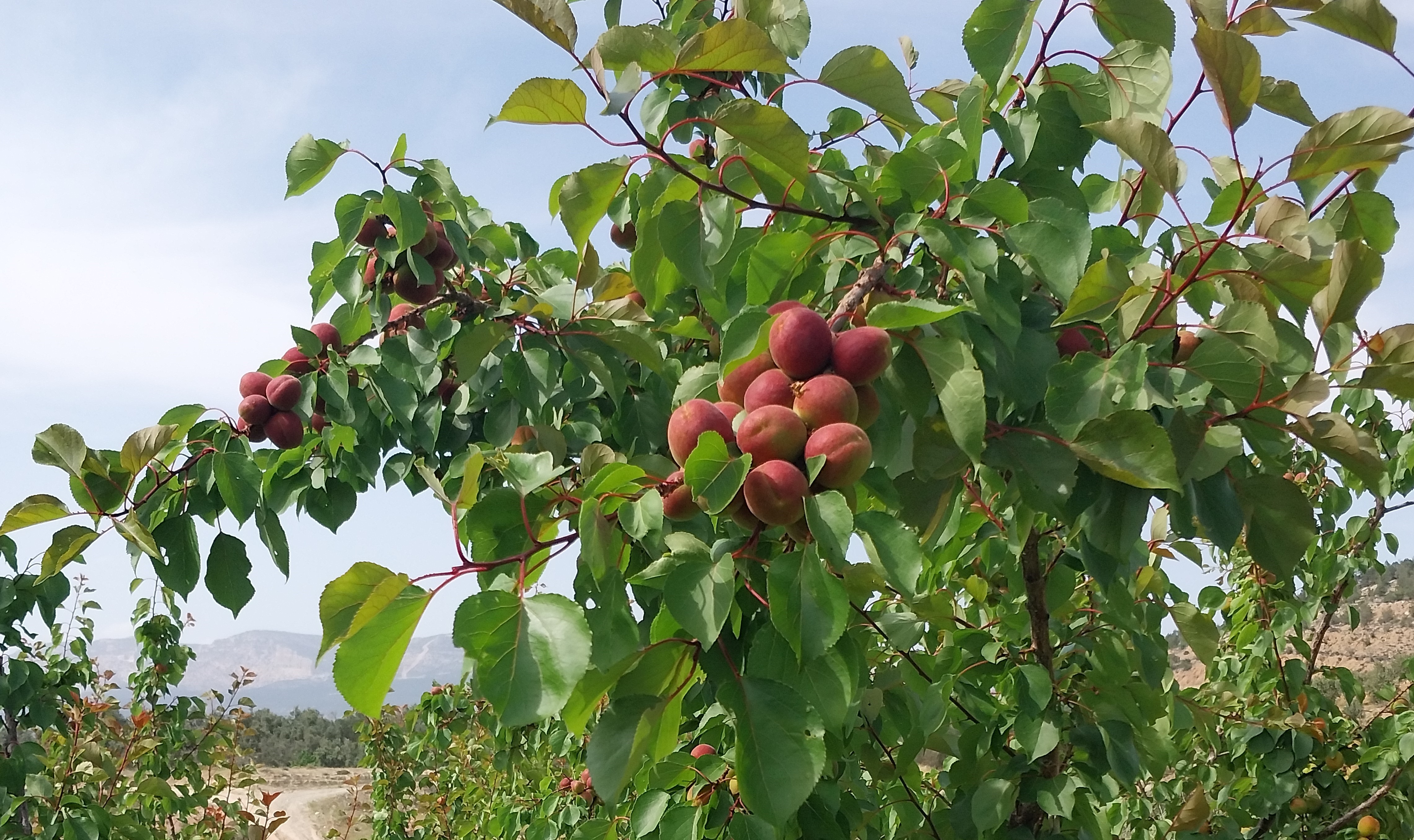 Kayısı (4)