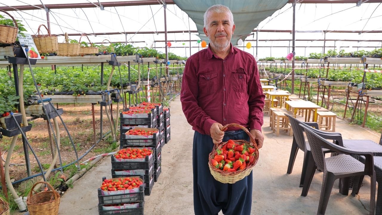 Topraksız Çilek (6)