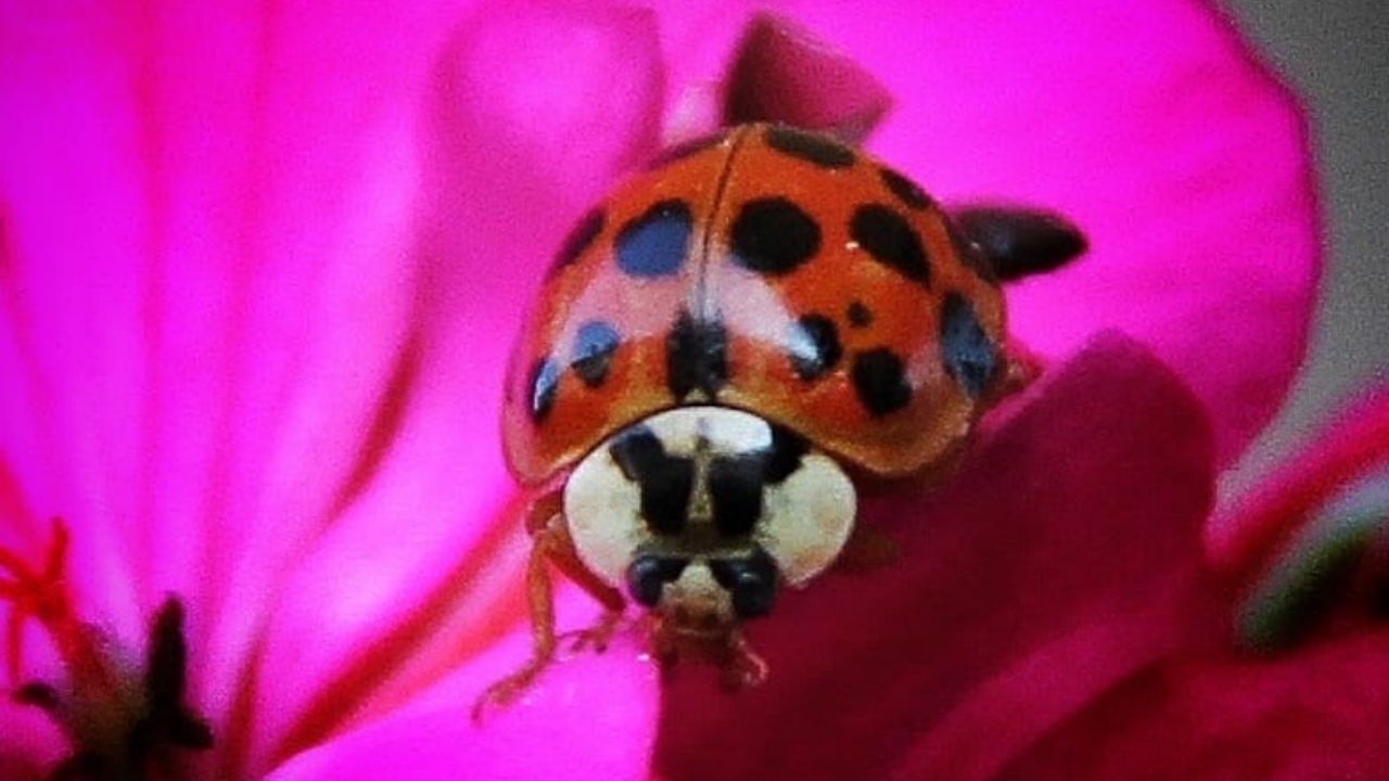 Asya Uğur Böceği (1)