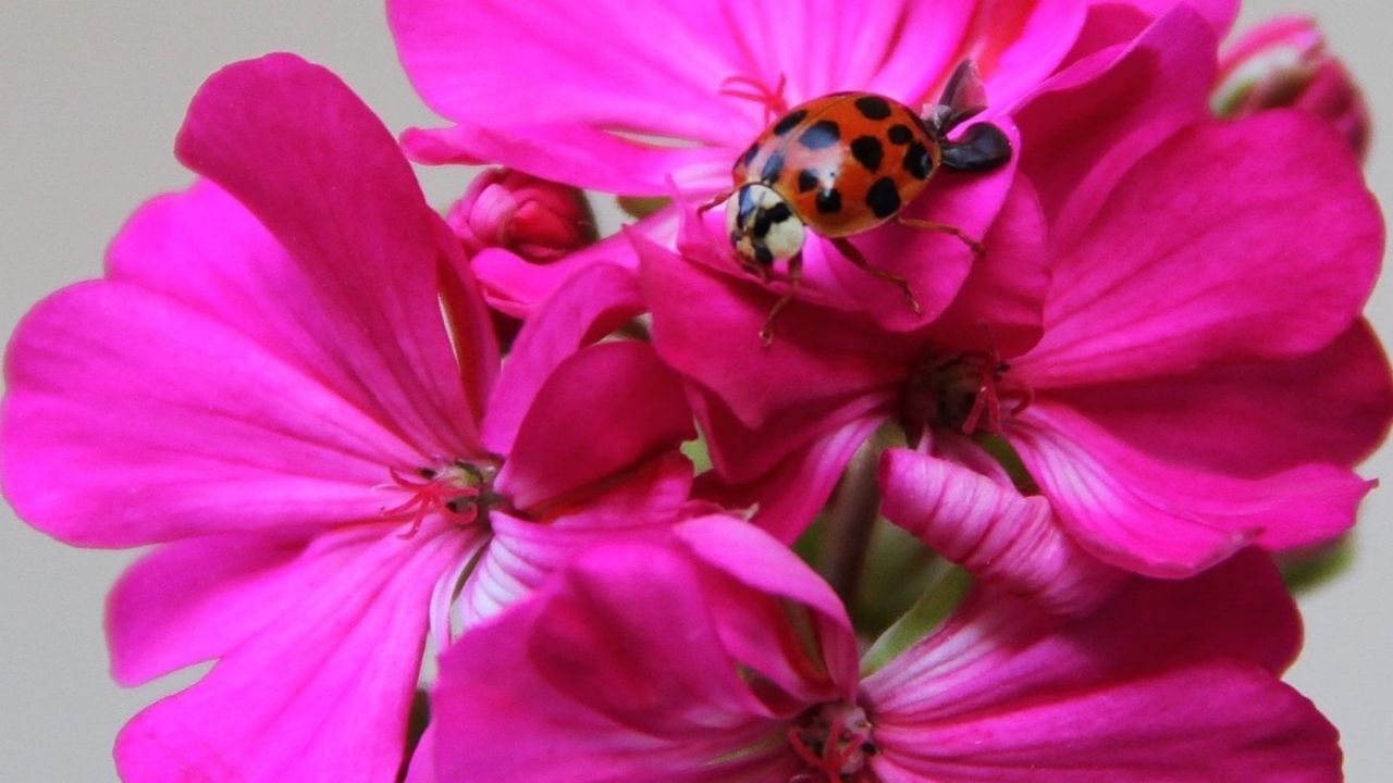 Asya Uğur Böceği (2)