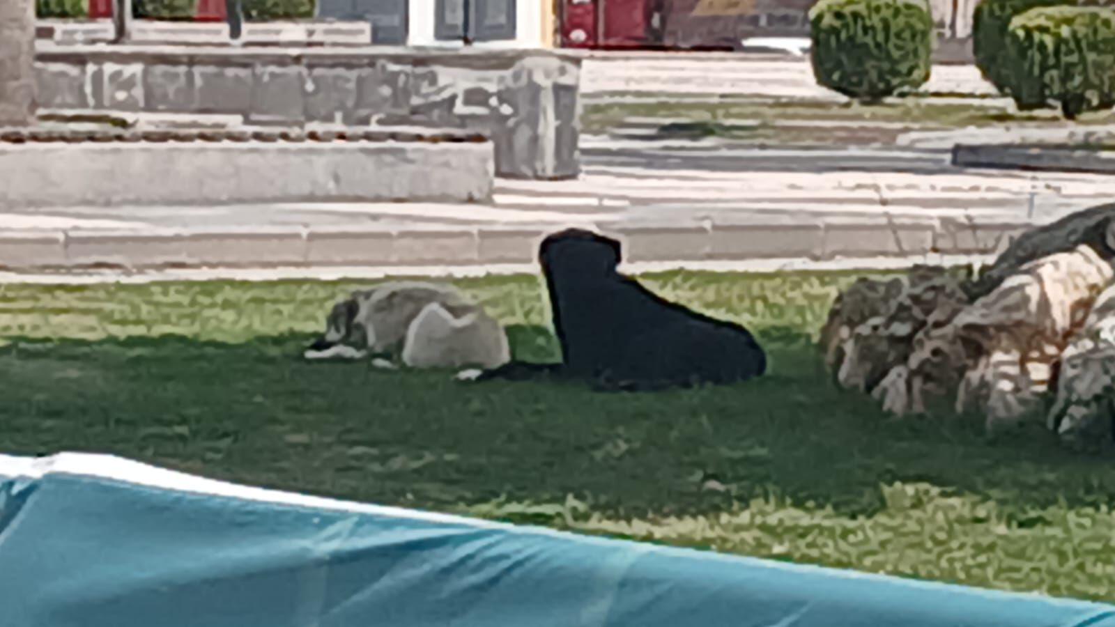 Köpek Saldırısı