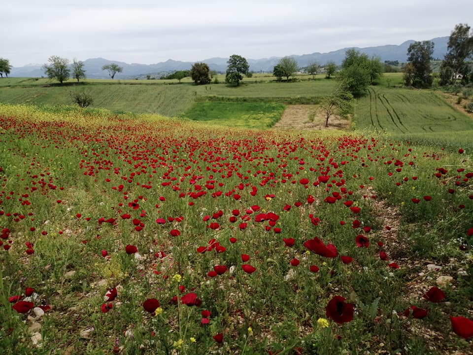 Bahadırlı Köyü (2)