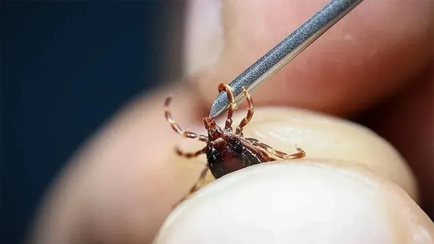 Kene Nasıl Çıkarılır