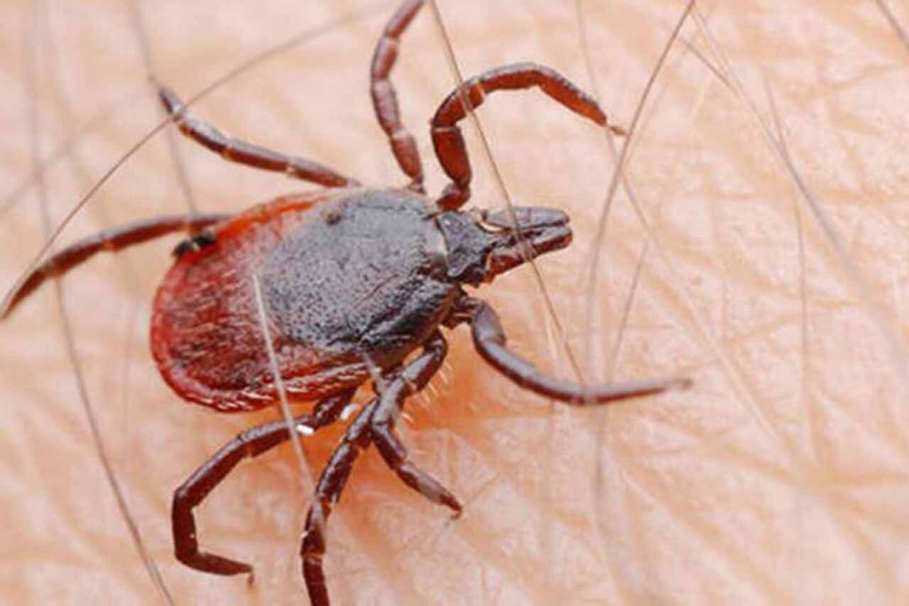 Kene Nasıl Çıkarılır2