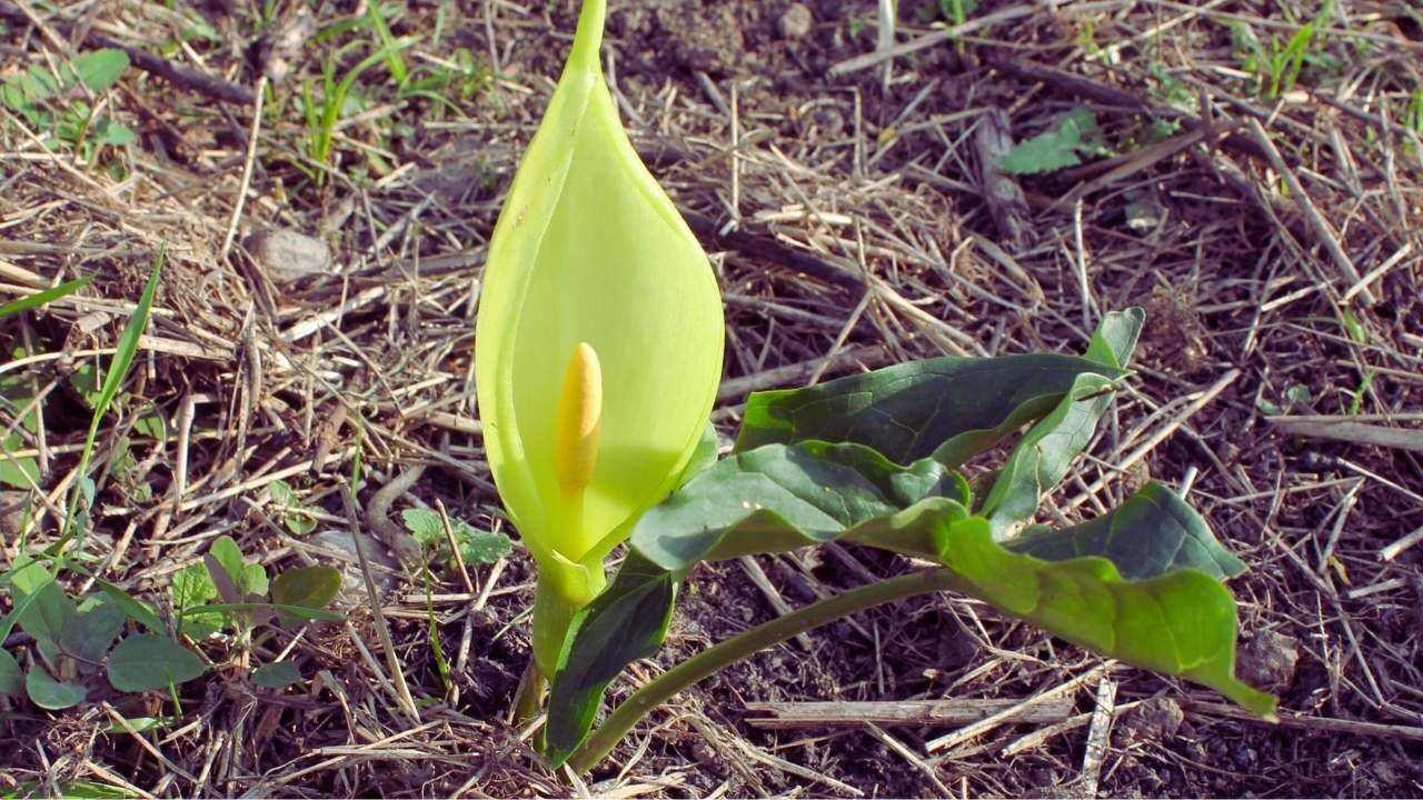 Arum osmanicum