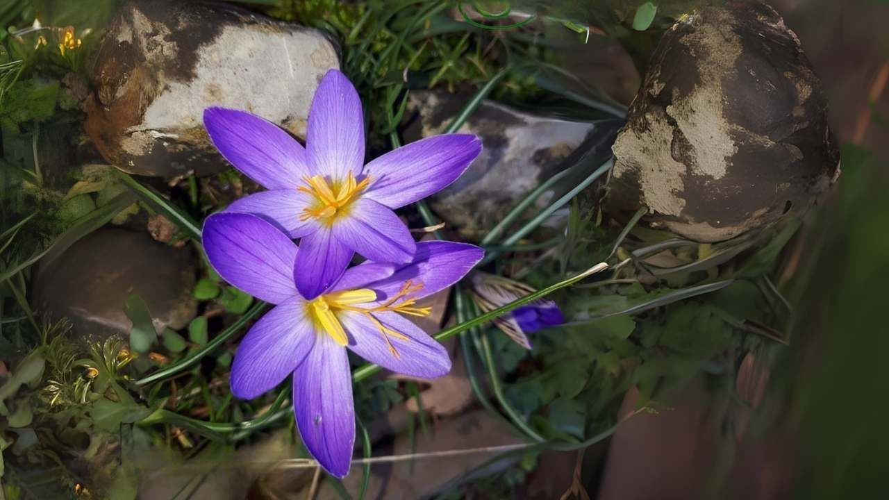 Crocus Asymmetricus
