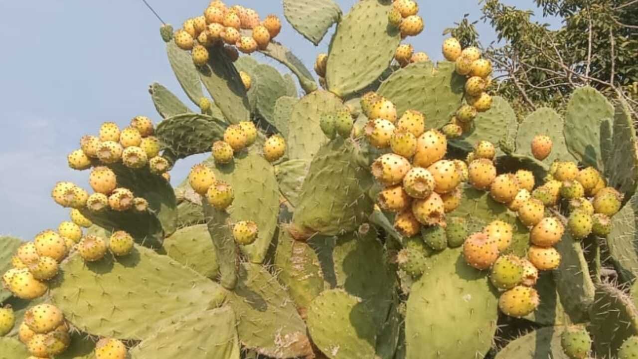 Dikenli Incir, Hint Inciri, Frenk Inciri Babutsa Ve Hatta Kaynanadili (3)