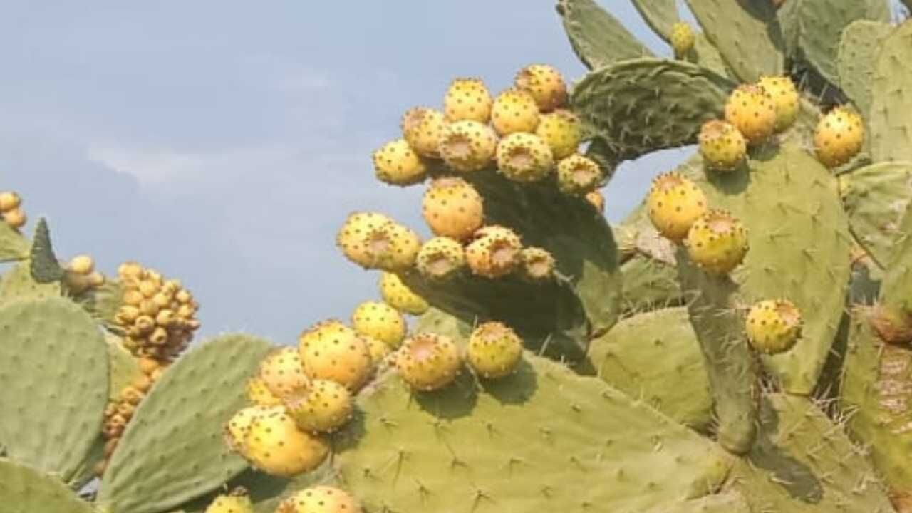Dikenli Incir, Hint Inciri, Frenk Inciri Babutsa Ve Hatta Kaynanadili (4)