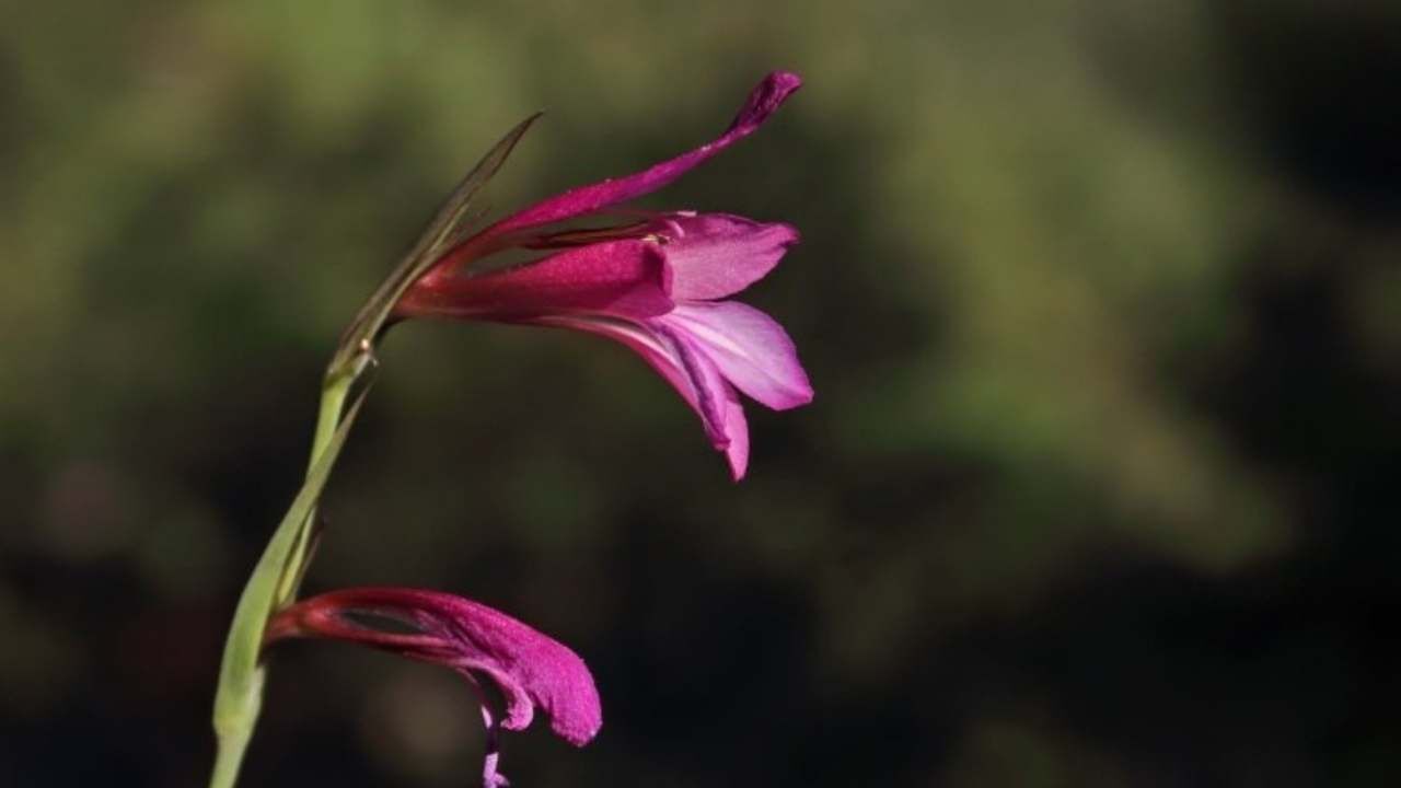 Gladiolus Osmaniyensis