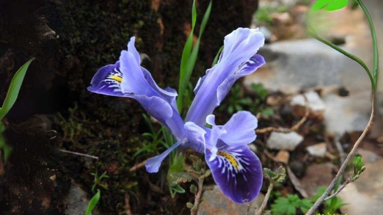 Iris Stenophylla Subsp. Margaretiae