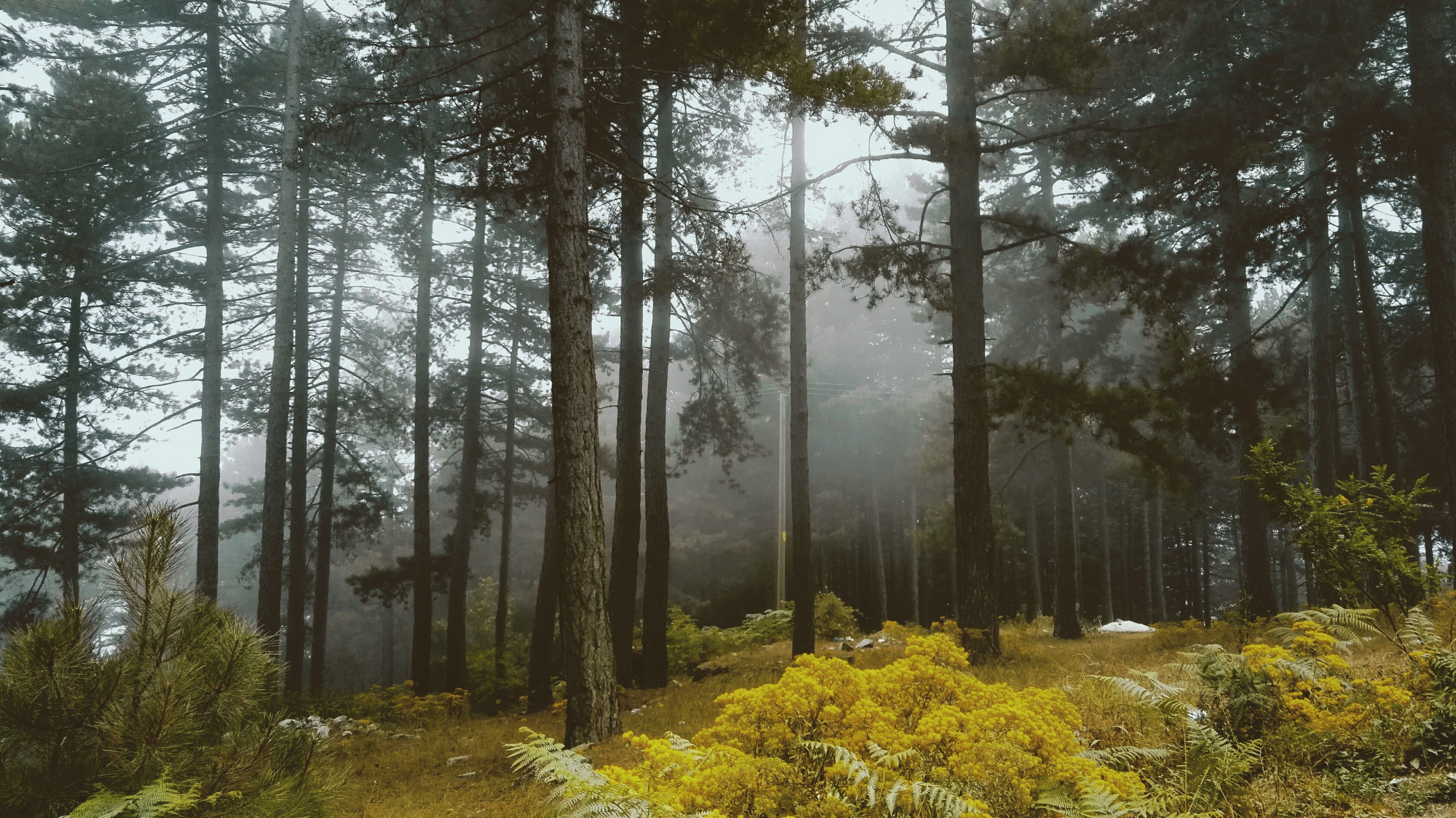 Zorkun Yaylası Nüfus