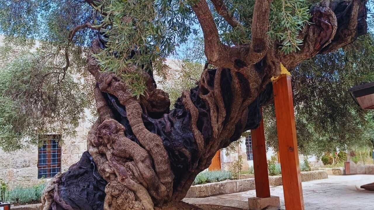 Hatay’daki 13 Asırlık Zeytin Ağacı Şaşırtıyor 2