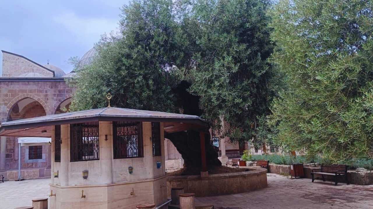 Hatay’daki 13 Asırlık Zeytin Ağacı Şaşırtıyor 3