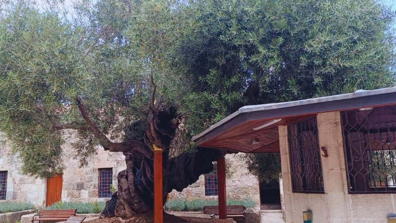 Hatay’daki 13 Asırlık Zeytin Ağacı Şaşırtıyor 4