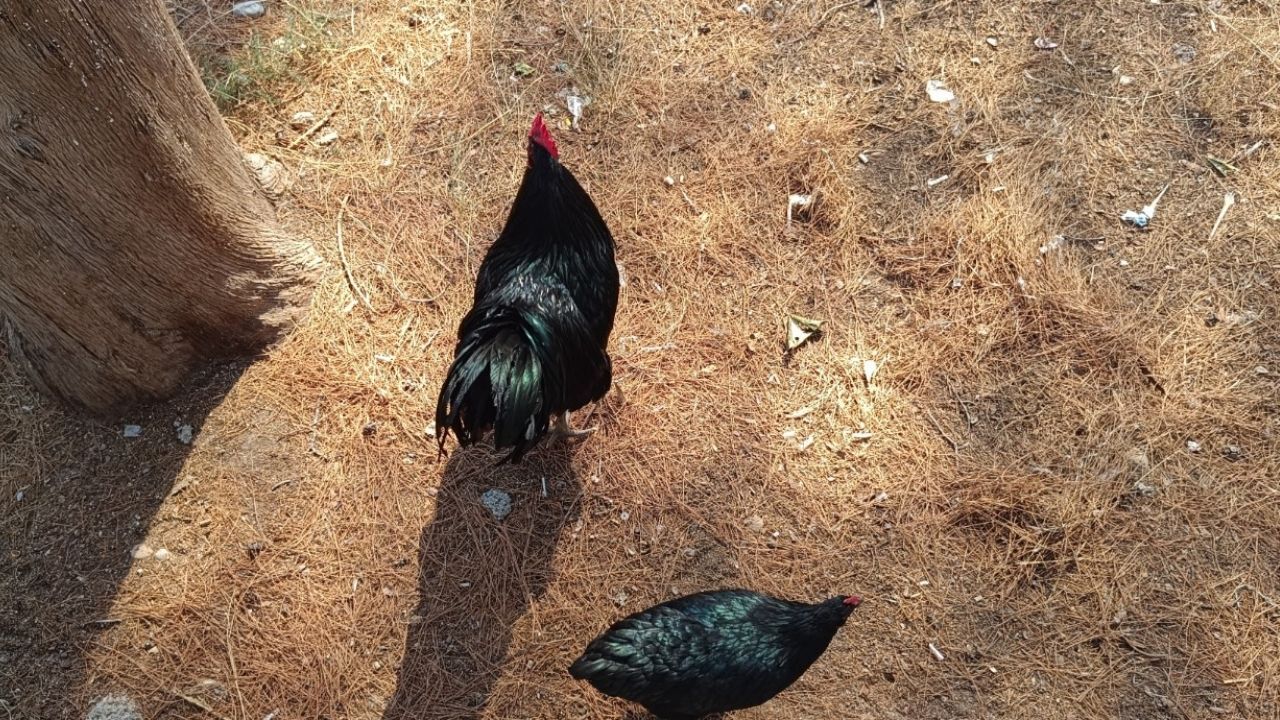 Kadirli Kara Tavuk Kara Tüyleriyle Dikkat Çeken Köy Tavukları (2)