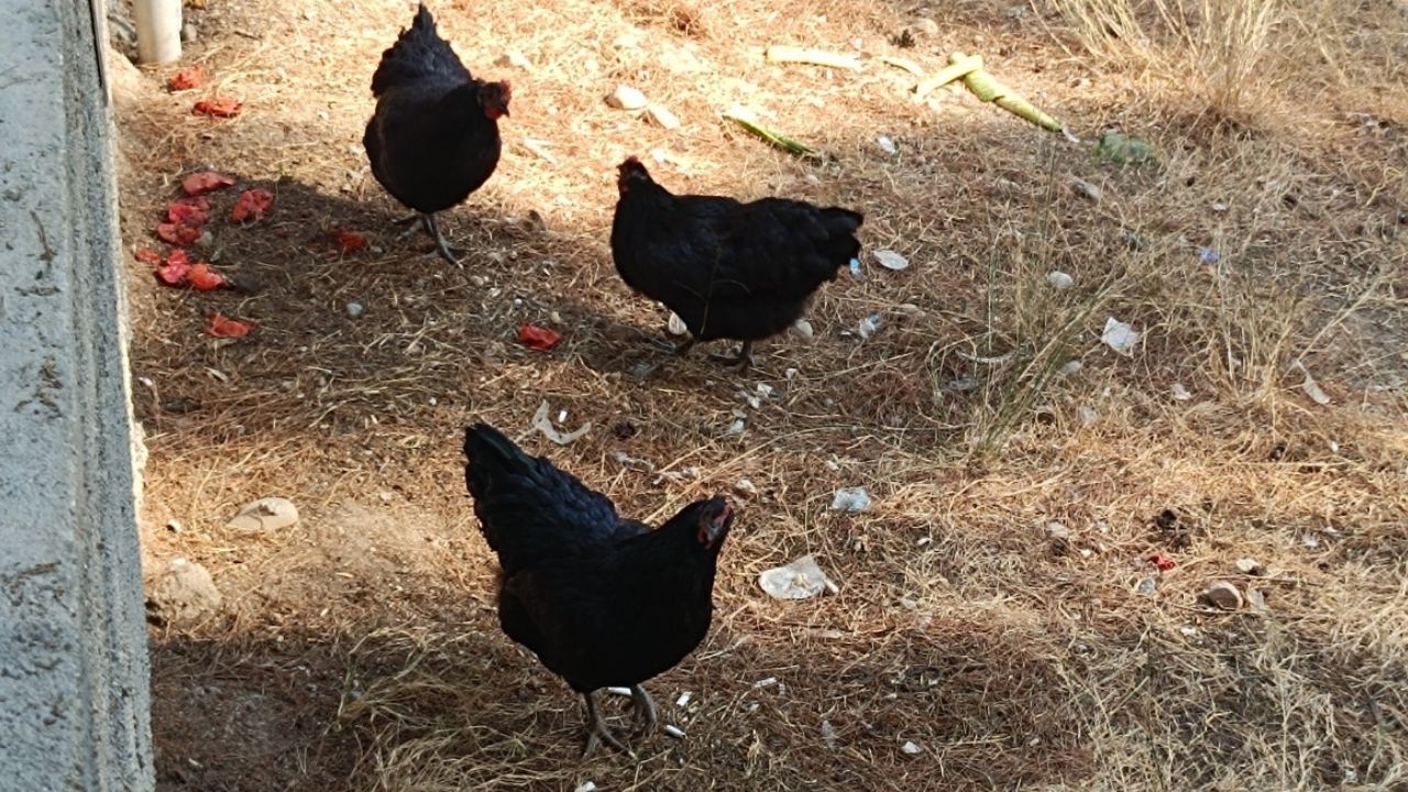 Kadirli Kara Tavuk Kara Tüyleriyle Dikkat Çeken Köy Tavukları (3)