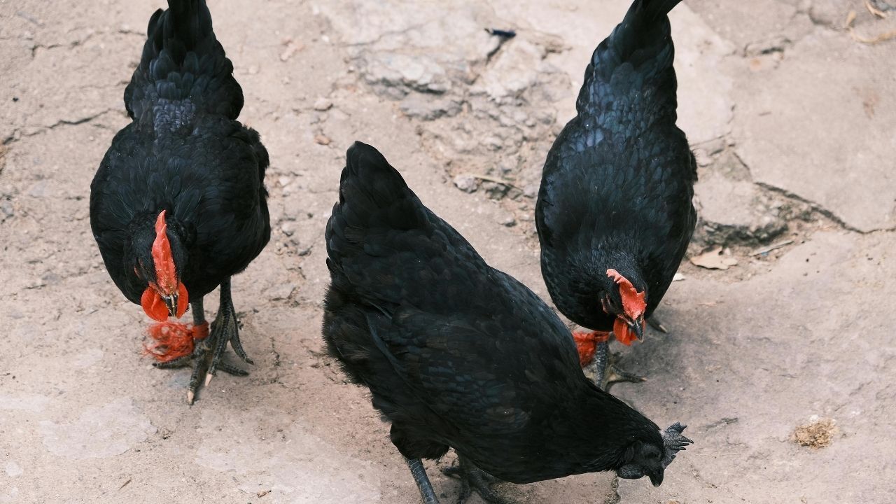 Kadirli Kara Tavuk Kara Tüyleriyle Dikkat Çeken Köy Tavukları (4)