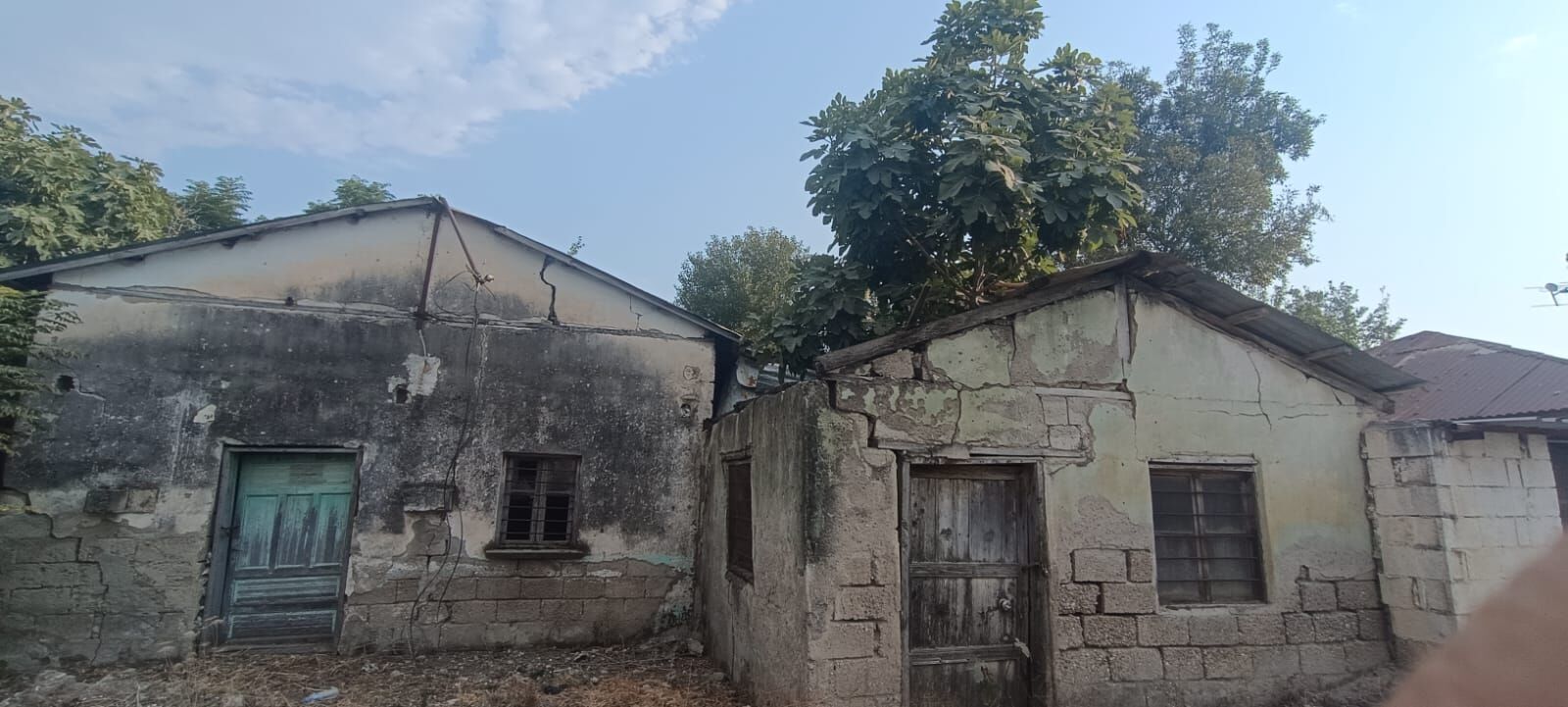 Osmaniye Kadirli Ocağına Incir Ağacı Dikmek