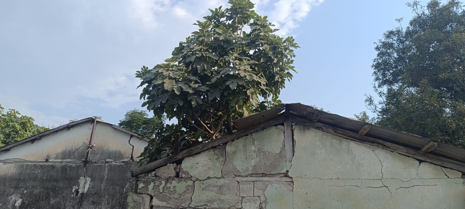 Osmaniye Kadirli’de “Ocağına İncir Ağacı Dikmek” Deyimi Gerçek Oldu-1