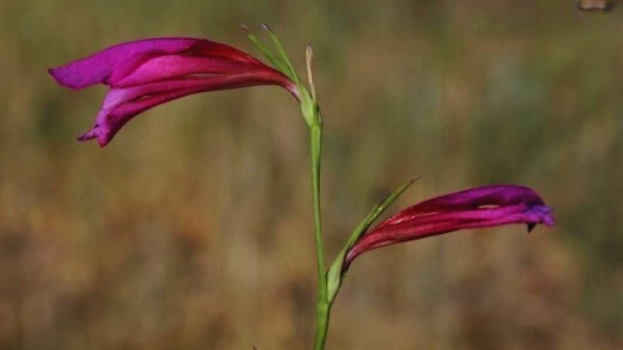 Osmaniye Kılıç Otu (1)