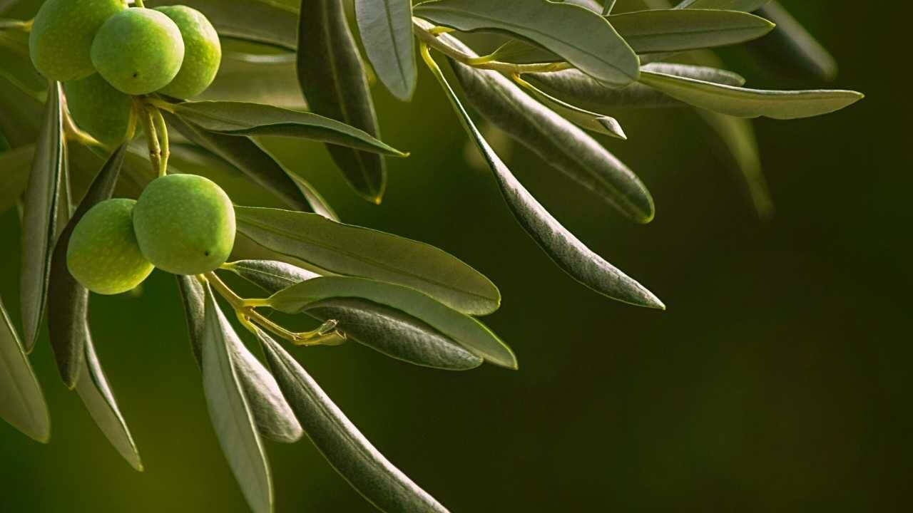 Osmaniye Zeytinde Altın Çağını Yaşıyor (5)