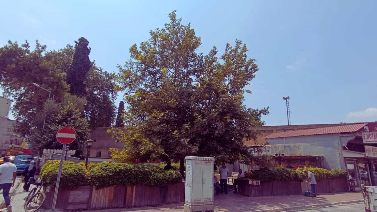 Osmaniye'nin Çınar Altı Sohbetleri Geri Döndü (2)