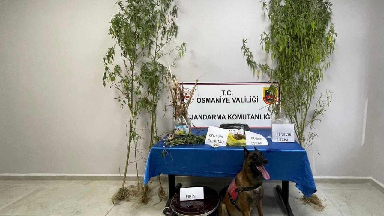 Paragraf Metniniz-16