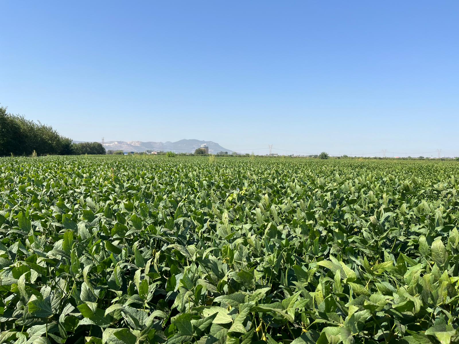 Osmaniye'de Sertifikalı Tohum Üretimi Hız Kesmiyor
