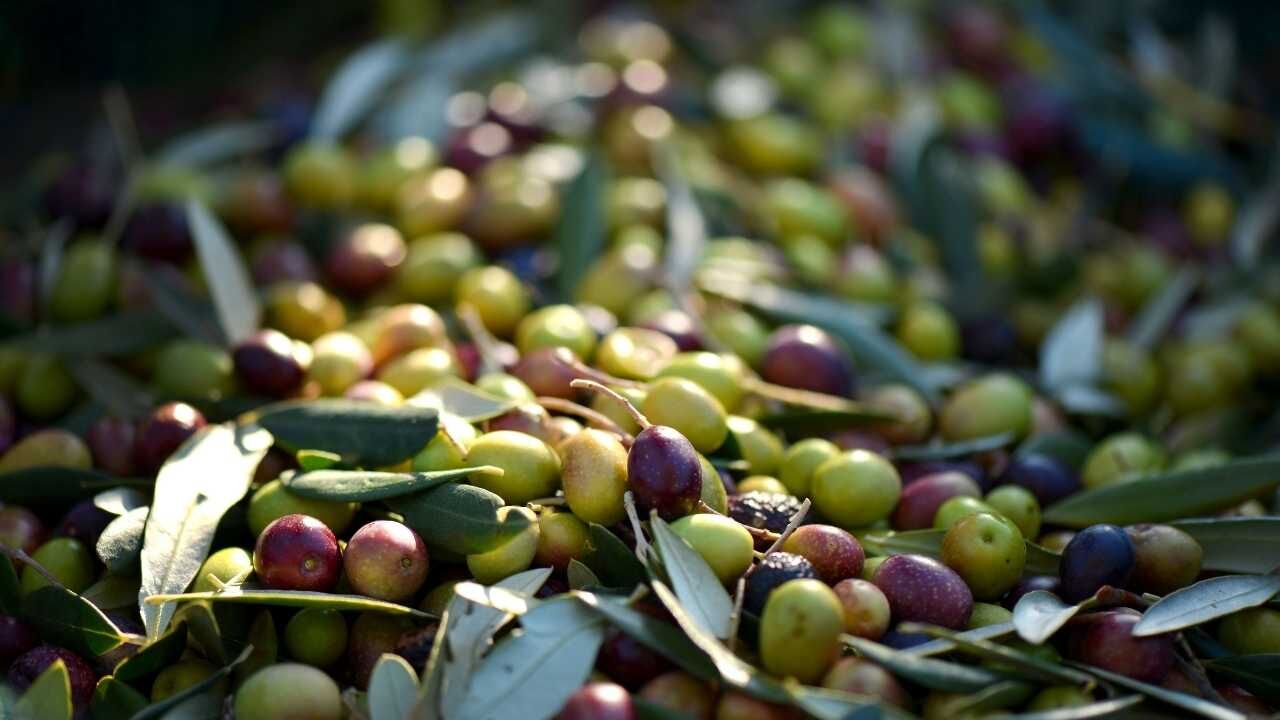 Osmaniye'de Yer Fıstığı Osmaniye'de Zeytin Osmaniye'de Tarım (2)
