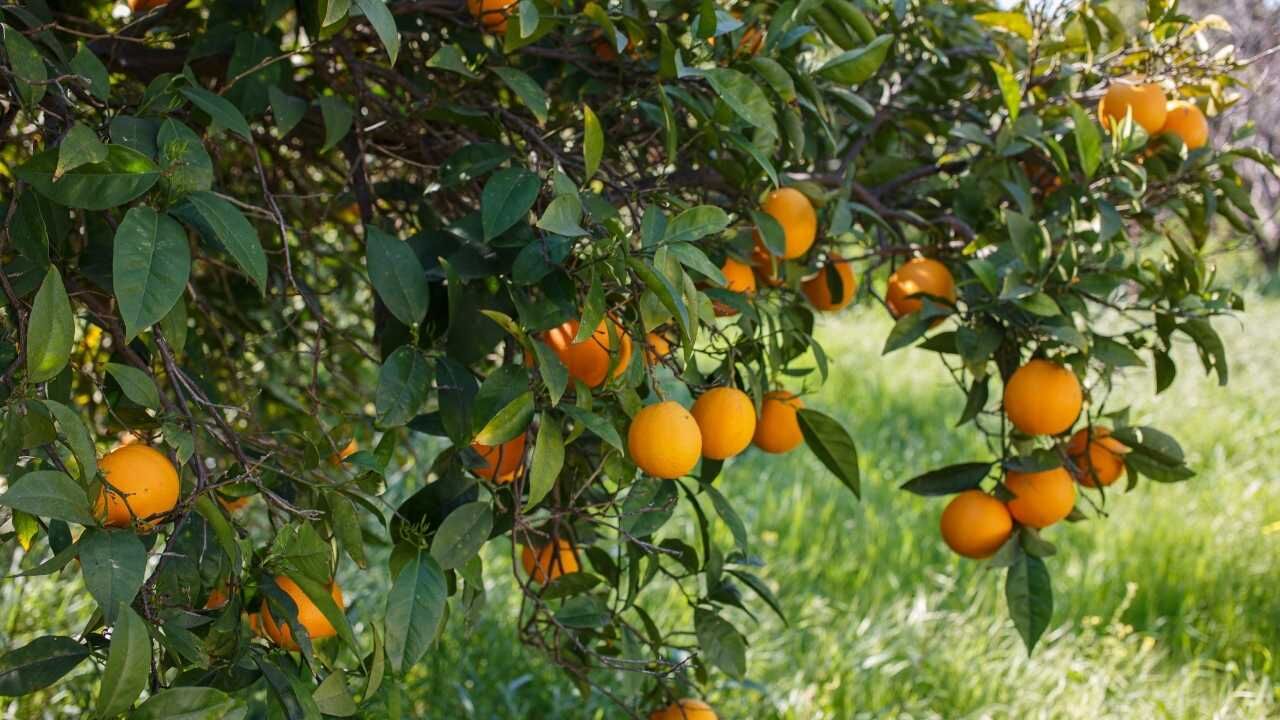 Osmaniye'de Yer Fıstığı Osmaniye'de Zeytin Osmaniye'de Tarım (3)