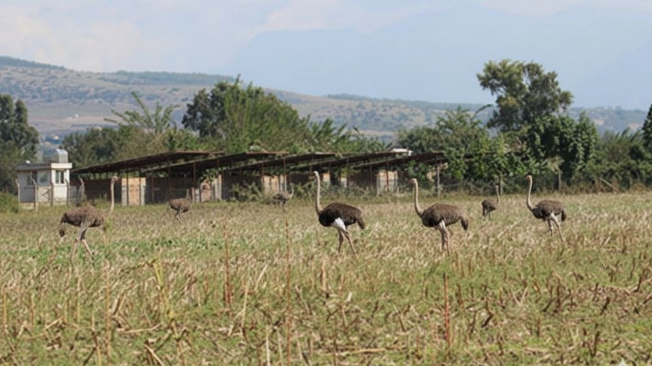 Osmaniye’nin Toprakkale Ilçesinde, Dönemin Valisi Celalettin Cerrah Ve Kaymakamı Güngör Yıldırım’ın Öncülüğünde Kurulan Devekuşu Çiftliği, Bir Zamanlar Bölge Için Umut Veri (3)