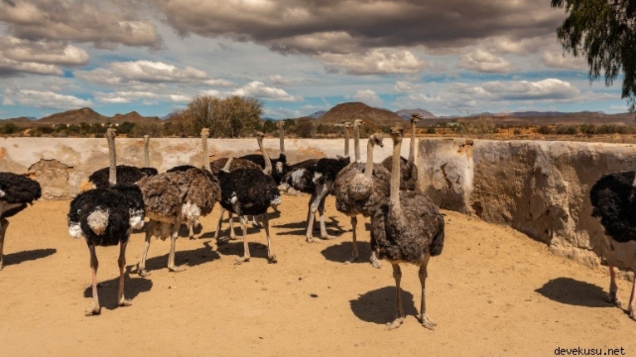 Osmaniye’nin Toprakkale Ilçesinde, Dönemin Valisi Celalettin Cerrah Ve Kaymakamı Güngör Yıldırım’ın Öncülüğünde Kurulan Devekuşu Çiftliği, Bir Zamanlar Bölge Için Umut Veri (4)