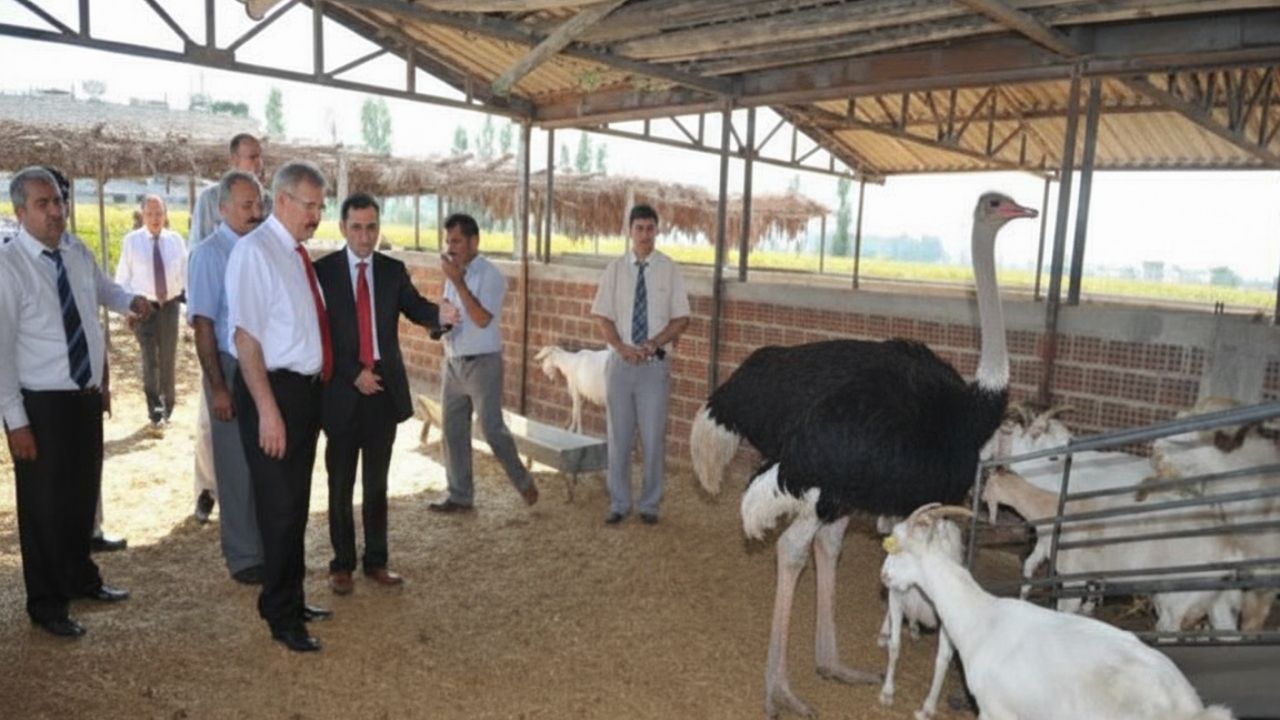 Osmaniye’nin Toprakkale Ilçesinde, Dönemin Valisi Celalettin Cerrah Ve Kaymakamı Güngör Yıldırım’ın Öncülüğünde Kurulan Devekuşu Çiftliği, Bir Zamanlar Bölge Için Umut Veri