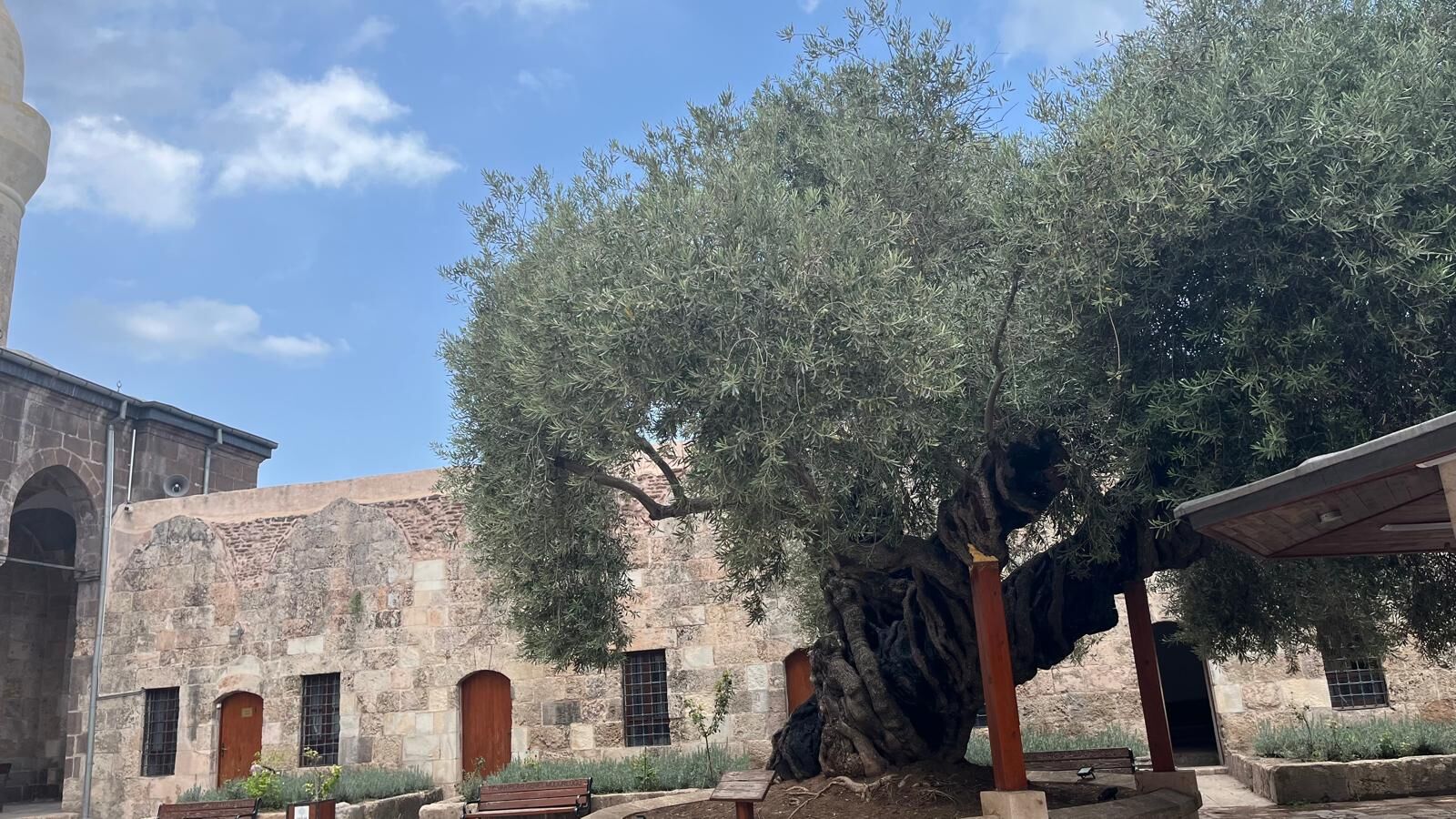 Sokullu Mehmet Paşa Külliyesi Hatay Anıt Ağaç