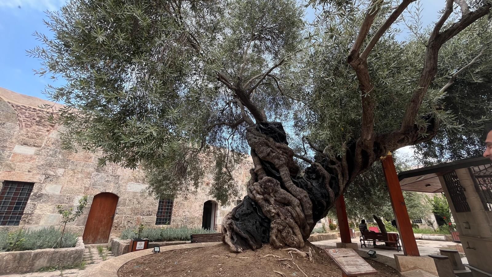 Sokullu Mehmet Paşa Külliyesi Hatay Zeytin Ağacı Anıtı