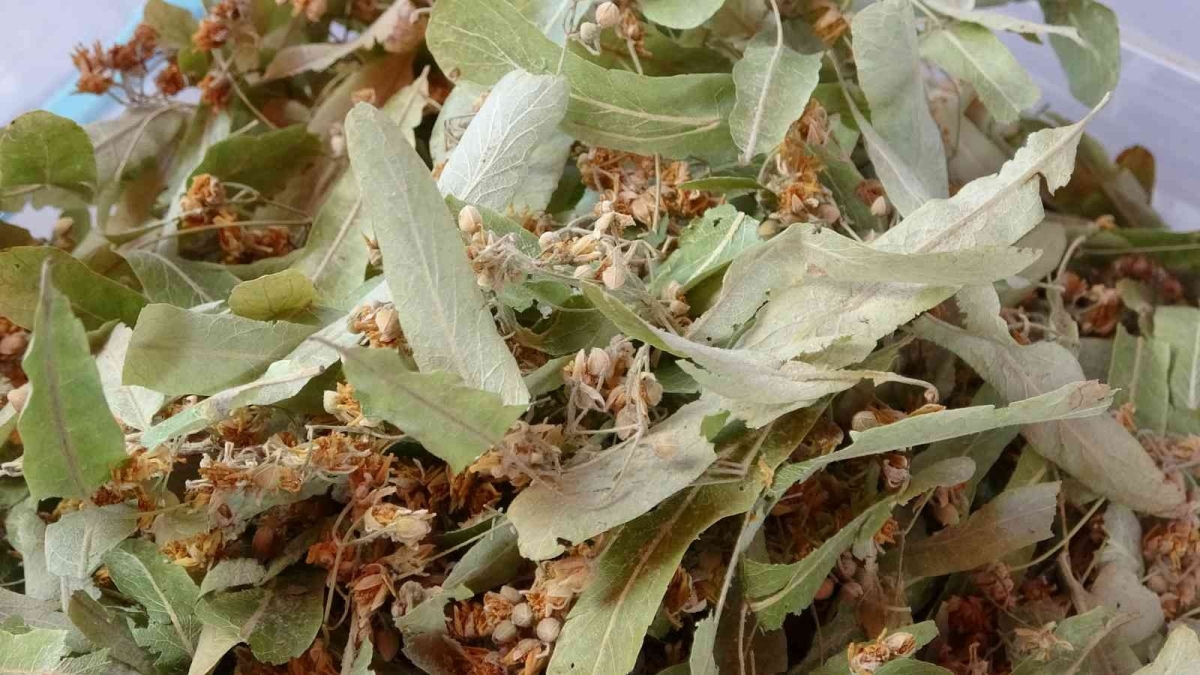 20221209 Hastaliklardan Korunmak Isteyenlerin Gozdesi Ihlamur Oldu 121218