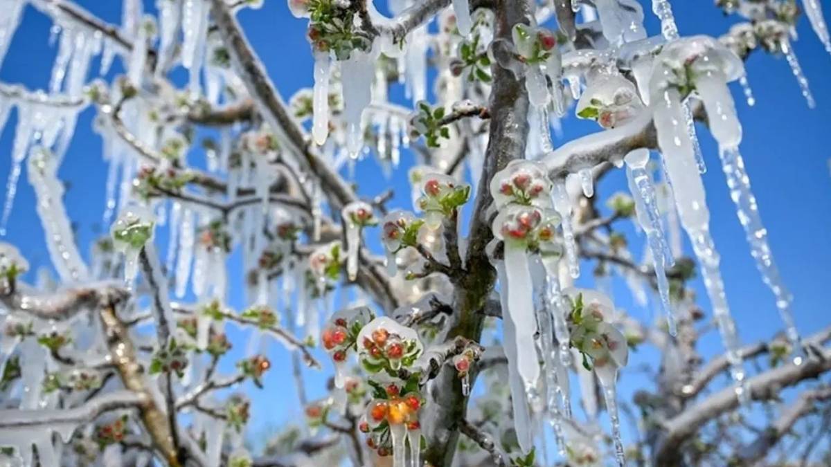 2025 Zirai Don Ödemeleri Ne Zaman Yatar Zirai Don Desteği Hangi Ürünleri Kapsıyor, Kimler Faydalanabilecek (1)