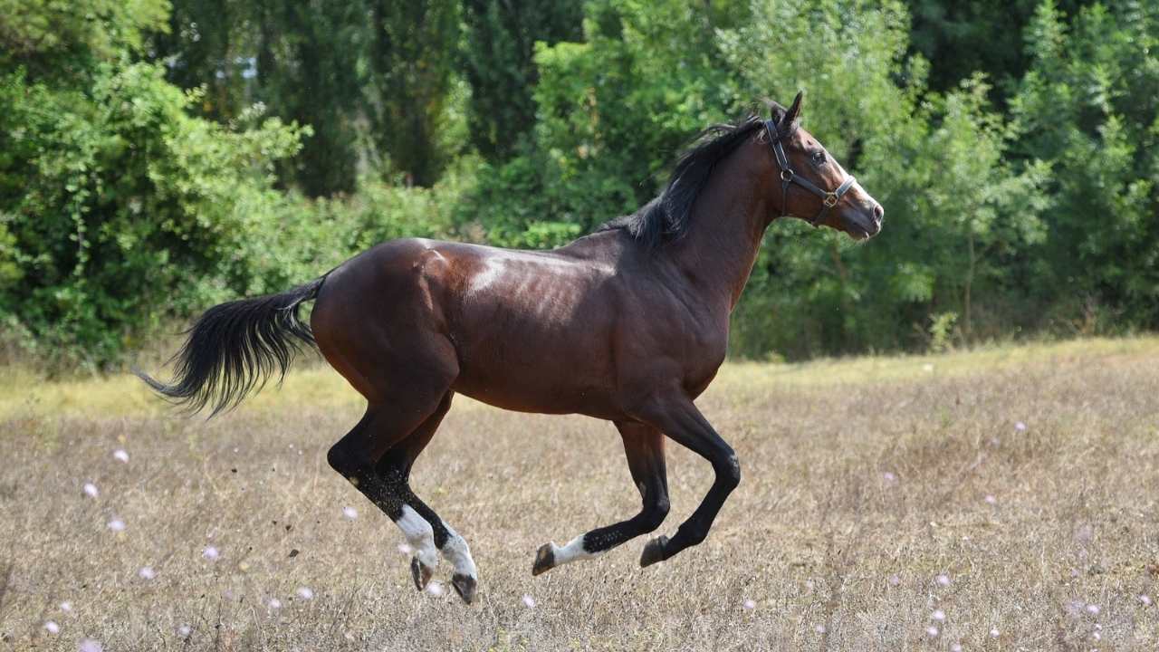 3.7 Milyon Tl Kazançlı Efsane Yarış Atı Hasafet Bu Yıl Osmaniye'de! (2)