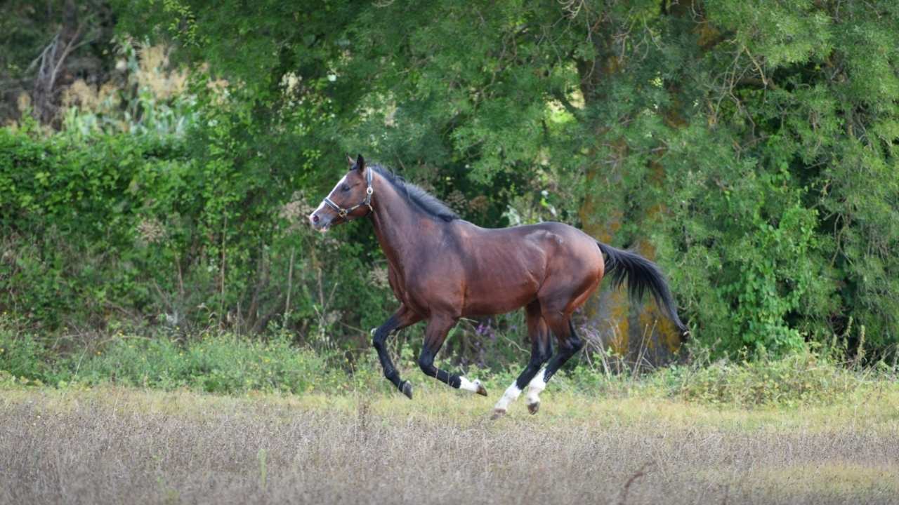 3.7 Milyon Tl Kazançlı Efsane Yarış Atı Hasafet Bu Yıl Osmaniye'de! (3)