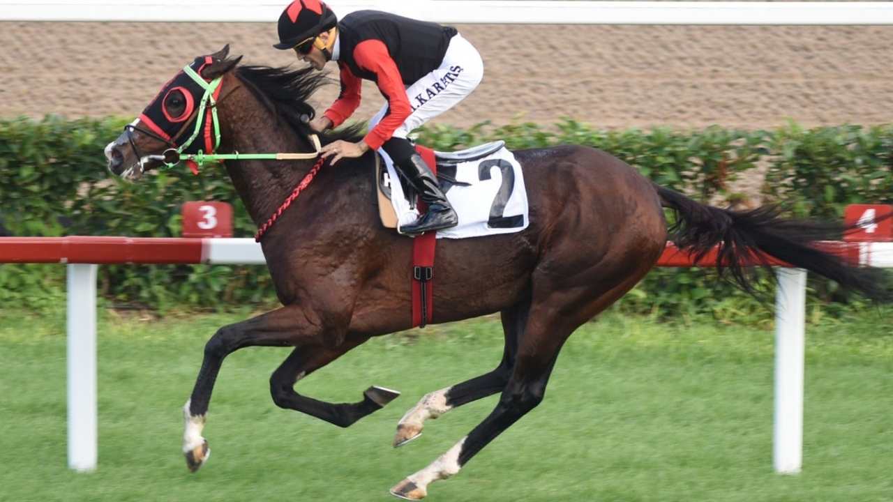 3.7 Milyon Tl Kazançlı Efsane Yarış Atı Hasafet Bu Yıl Osmaniye'de! (4)