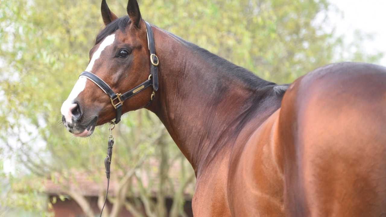 3.7 Milyon Tl Kazançlı Efsane Yarış Atı Hasafet Bu Yıl Osmaniye'de! (6)