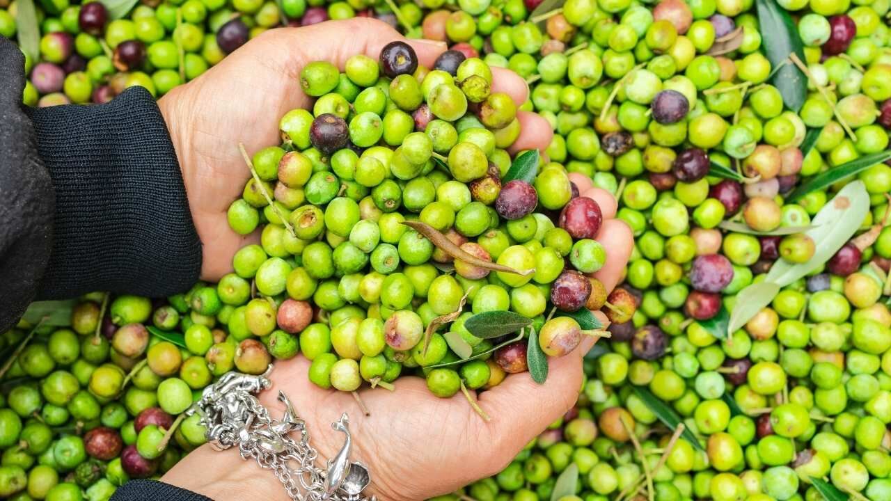 Başkan Aksoy'dan Dünya Kadın Çiftçiler Günü’nde Zeytinlikte Sürpriz Ziyaret (3)