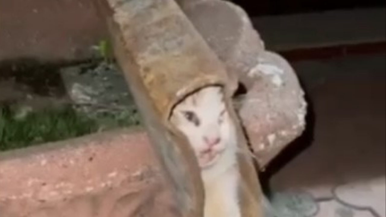 Demi̇r Profi̇le Sikişan Kedi̇