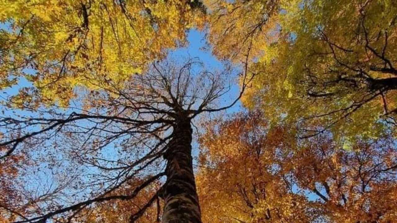 Dumanlı Yaylası Sonbahar Renkleriyle Büyülüyor (2)