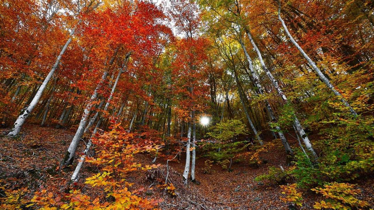 Dumanlı Yaylası Sonbahar Renkleriyle Büyülüyor (4)