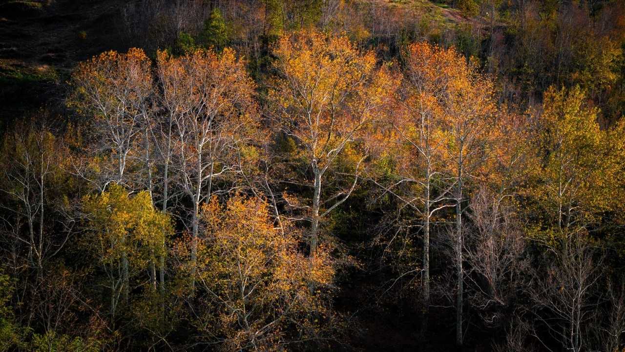 Dumanlı Yaylası Sonbahar Renkleriyle Büyülüyor (5)
