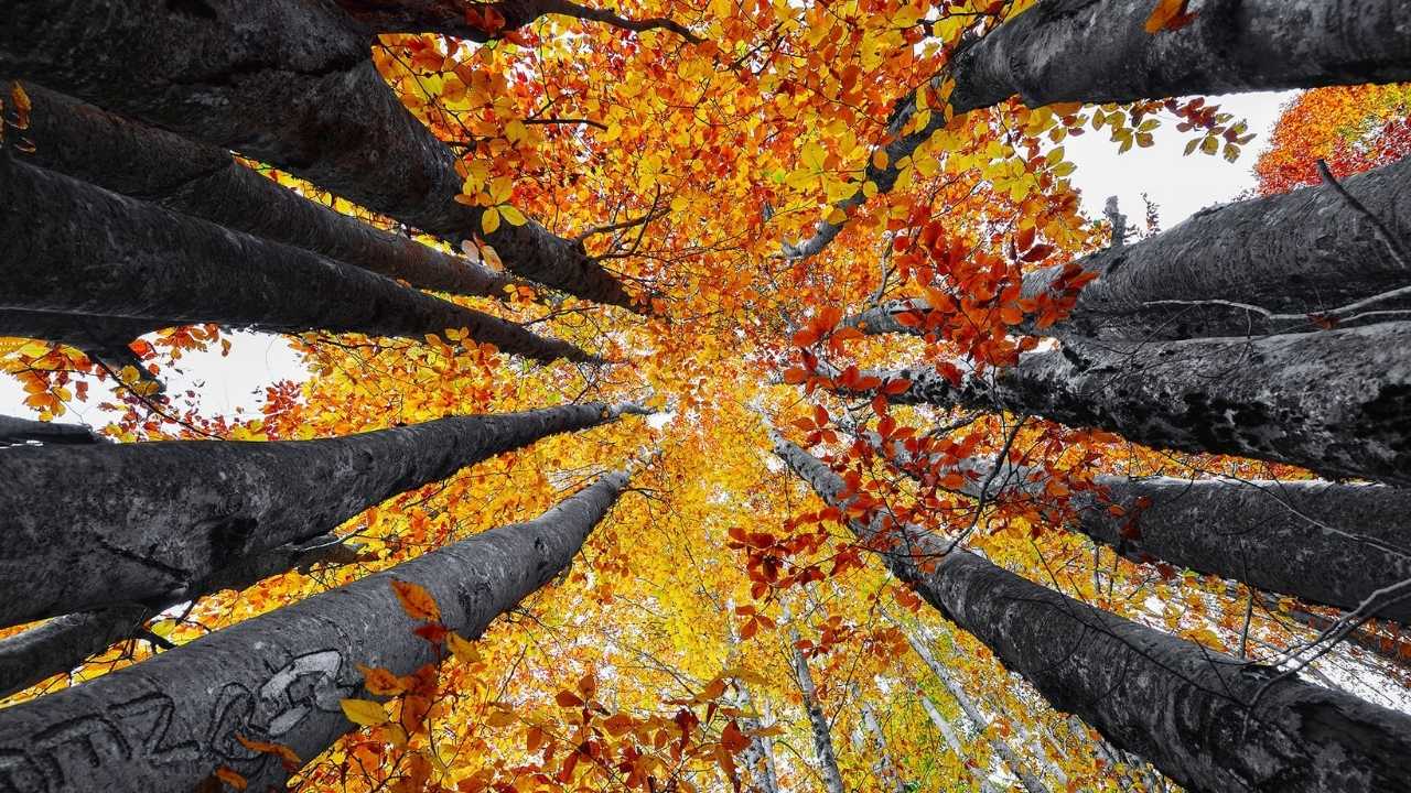 Dumanlı Yaylası Sonbahar Renkleriyle Büyülüyor (7)