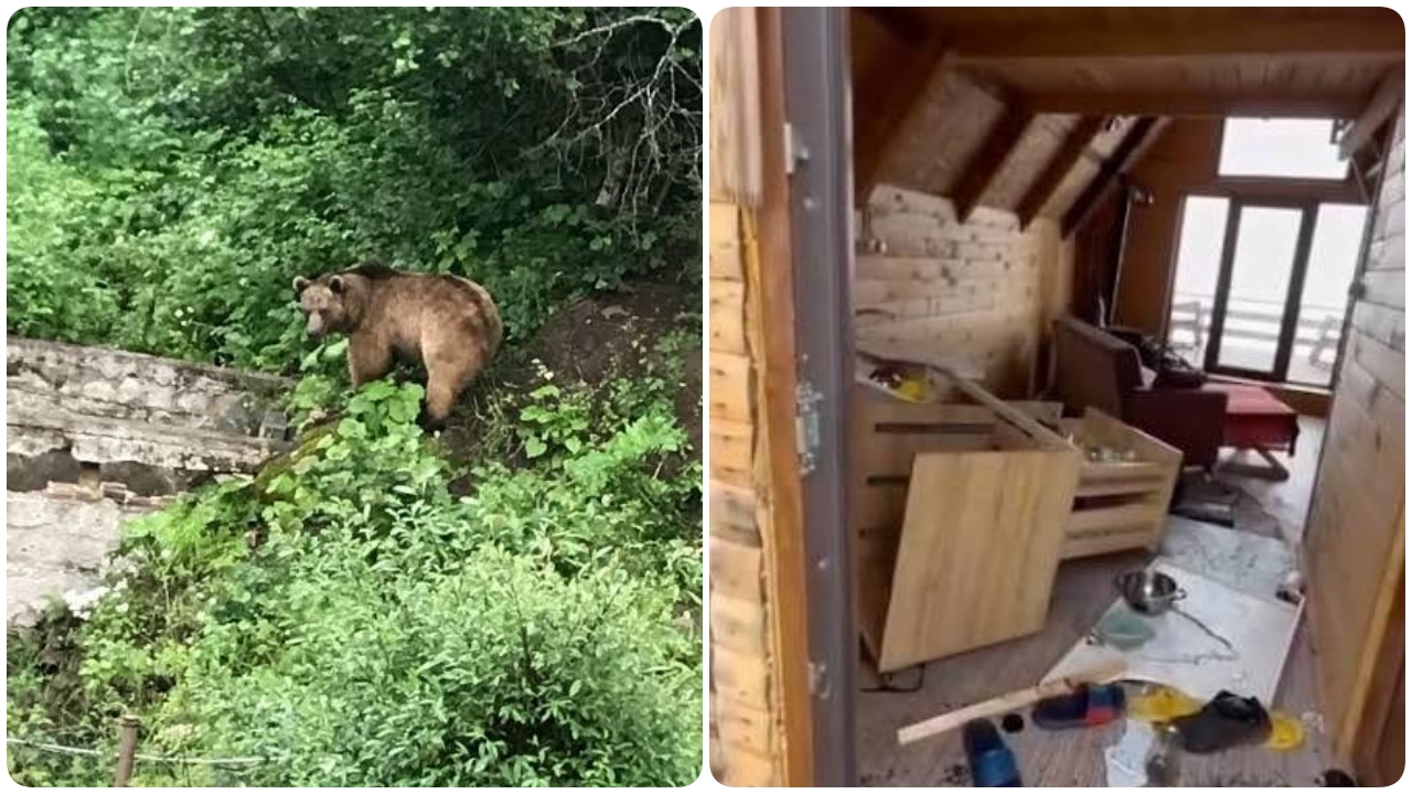Gözleri Karadeniz Setinde Ayı Paniği